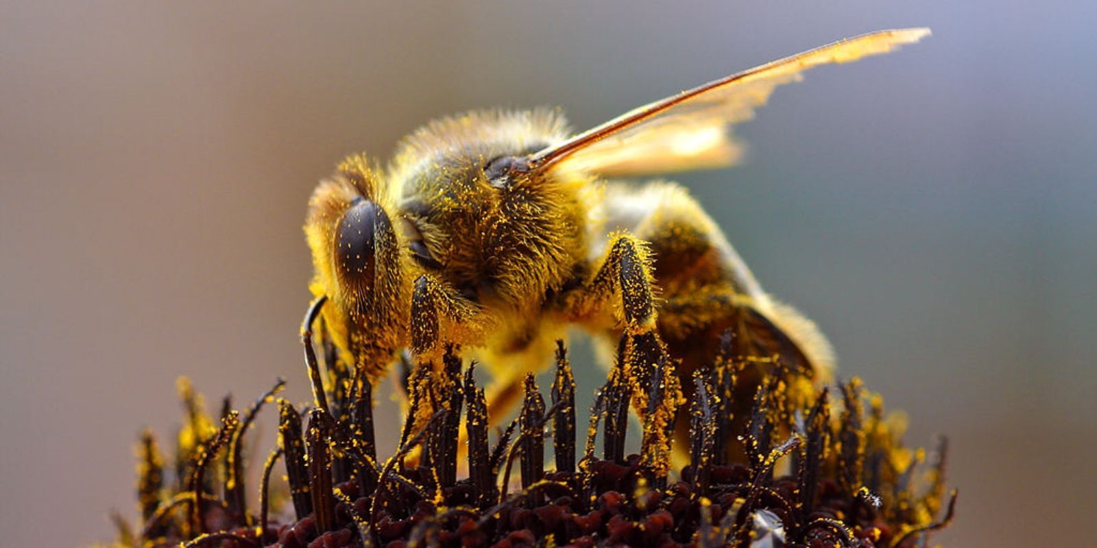 Paraziták a méhek számára A méhek betegségeiről | kajapedia.hu