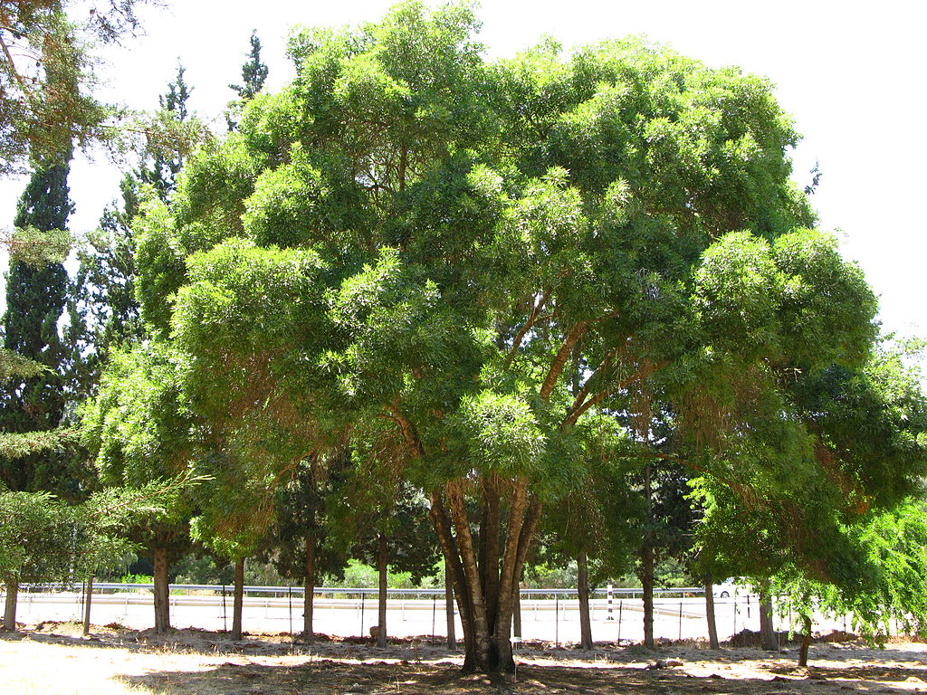 Magyar kőris (Fraxinus angustifolia subsp. pannonica)