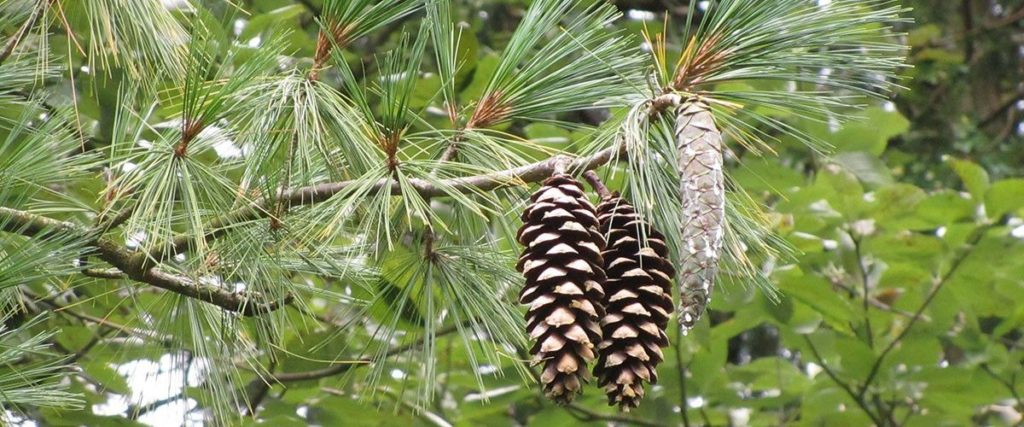 Himalájai Selyemfenyő (Pinus wallichiana) - Különleges fák a kertben