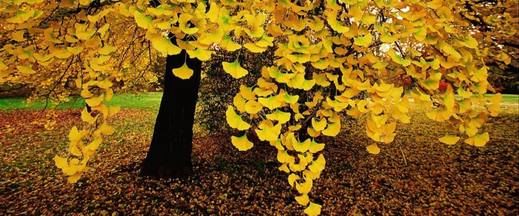 Különleges fák a kertben - Páfrányfenyő (Gingko Biloba)