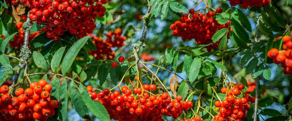 különleges fák a kertben - Madárberkenye fa, (Sorbus aucuparia)