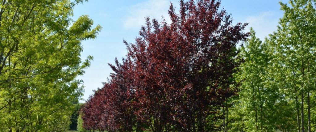 Vérszilva (Prunus cerasifera)