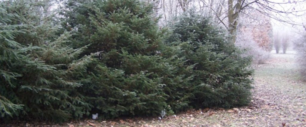 Tiszafa (Taxus Baccata) - Különleges fák a kertben