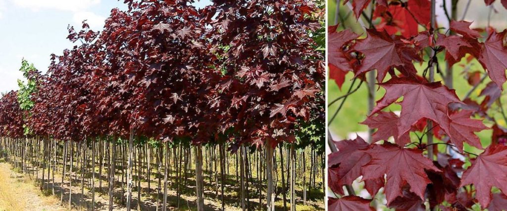 Vöröslevelű juhar (Acer platanoides)