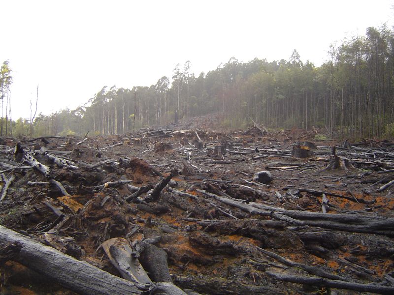 Kiírtott erdő - deforestation