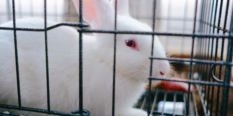 cruelty free termékek