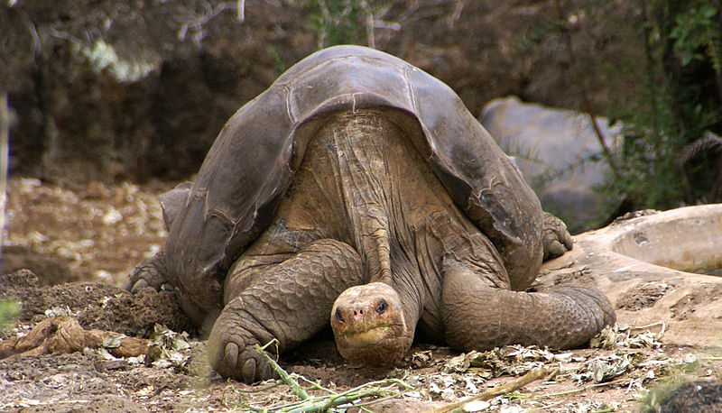 magányos george pinta-szigeti teknős kihalt állatok