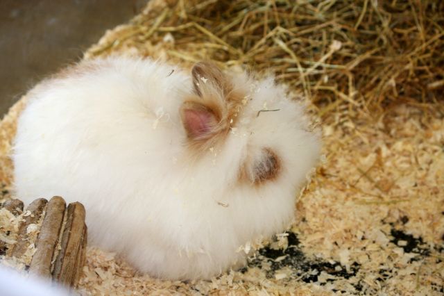 Az angóranyuszit nem kell megölni a bundájáért