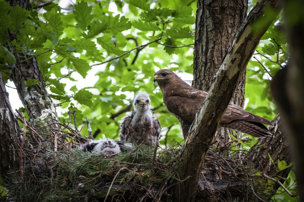 Kép: Az egerészölyv mérete ugyan a többi madáréhoz viszonyítva nagynak tűnhet, mégsem sas. Pockokkal, rovarokkal, kétéltűekkel, hüllőkkel és kisebb madarakkal táplálkozik, nagyobb zsákmányállatot nem ejt.