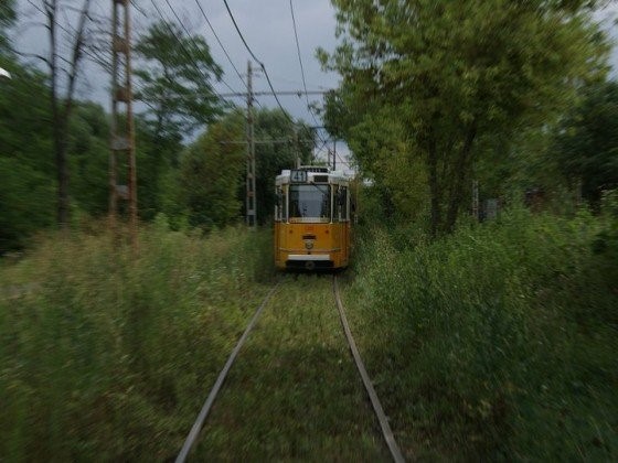 Kép: Kilépve a zsongó városi forgatagból, a szürke házak monotóniájából érthető módon egészen kisvasút- érzésünk támadhat, amint végigzötyögjük a 41-es villamos útvonalát egészen a Kamaraerdőig.