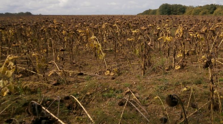 Kép: A mezőgazdasági szakértők szerint Ukrajnában a harcok hihetetlen mértékű károkat okoztak a kiváló csernozjom termőföldben. Azok aknátlanításának és megtisztításának idejét 3 és 200 év közötti időre becsülik, a talajkárosodás mértékétől függően.