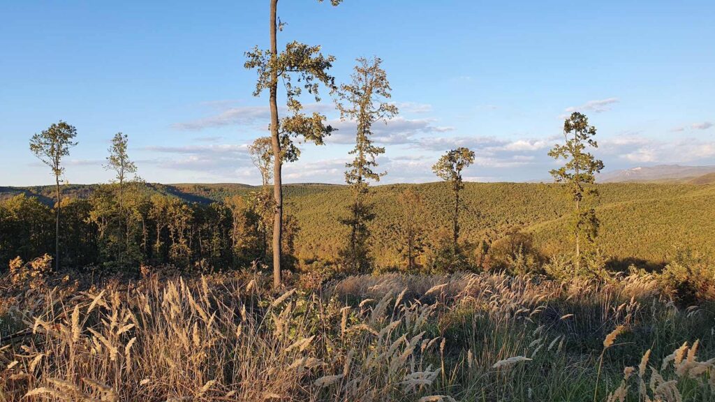 Virgácserdő maradványa tarvágás és/vagy végvágás után. Véghasználat után feltárul a besűritett erdő fáinak torz lombkoronája. Fotó: Baráz Csaba