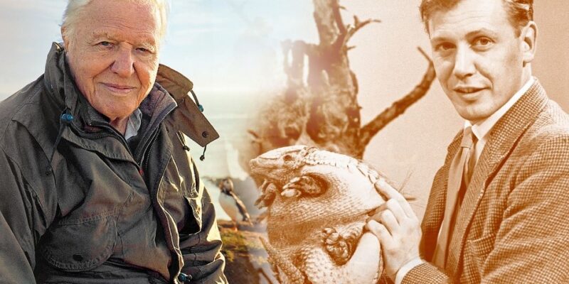 Kép: Attenborough pályája kezdetén és most. A lelkesedése bevallása szerint változatlan annak ellenére is, hogy pacemakere és térd-protézise van, ugyanakkor szerencsésnek tartja magát, hogy bár már a 90es évei közepén jár, még mindig olyan aktív lehet, mint a 60-as vagy akár a 30-as éveiben.
