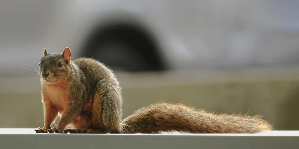 téli álmot alvó állatok: mókus