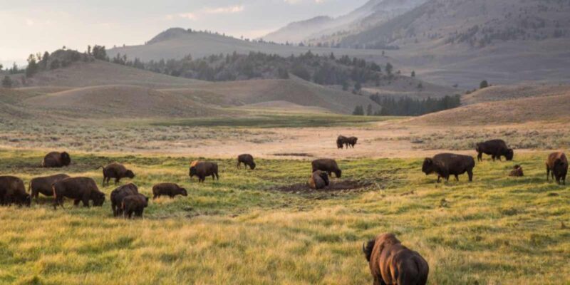 Yellowstone Nemzeti Park