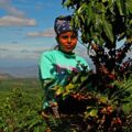 Kép: egy munkás a Rainforest Alliance egyik parterének ültetvényén