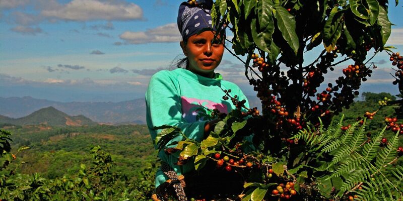 Kép: egy munkás a Rainforest Alliance egyik parterének ültetvényén