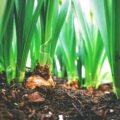 A biodinamikus gazdálkodás a természet igényeire alapoz. Fotó: Maarten van den Heuvel
