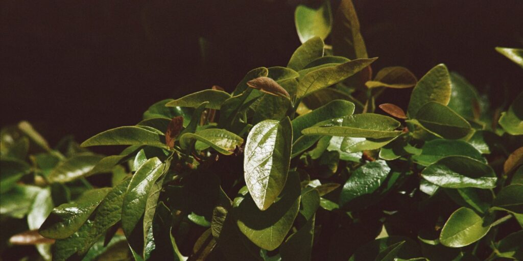 Babérmeggy. A kép forrása: Unsplash.com